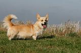 CORGI PEMBROKE 1122